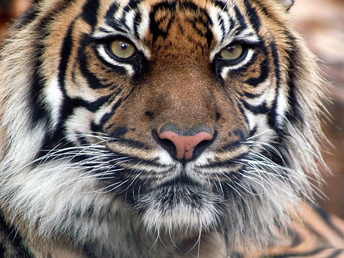 tiger-18 - Tigers