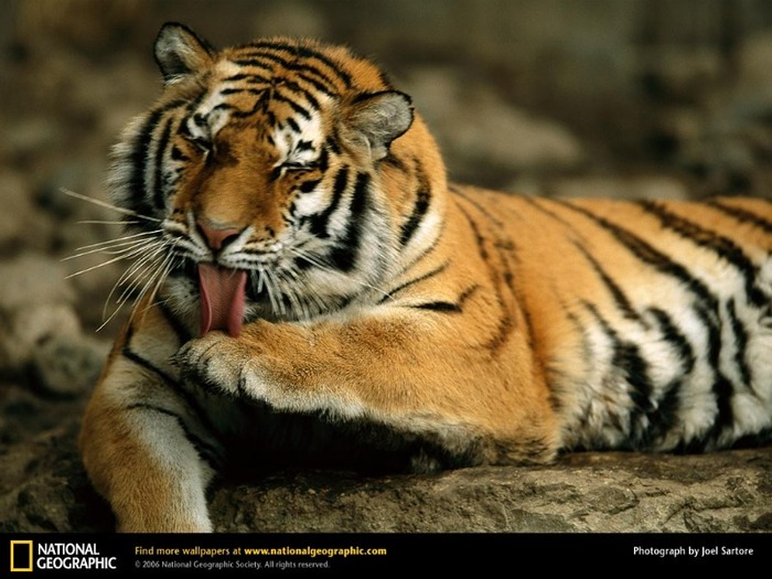 tiger-21 - Tigers