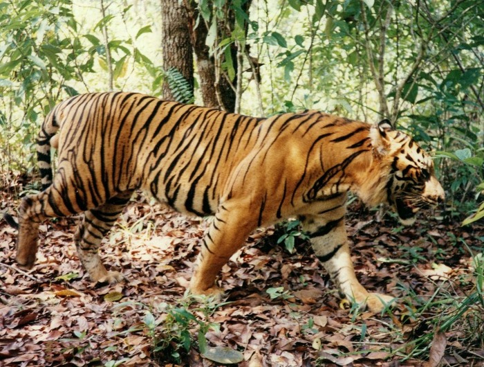 tiger-26 - Tigers