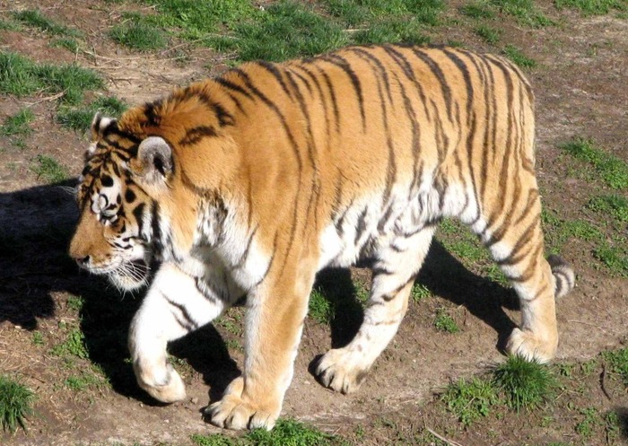 tiger-29 - Tigers
