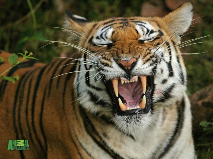 tiger-30 - Tigers