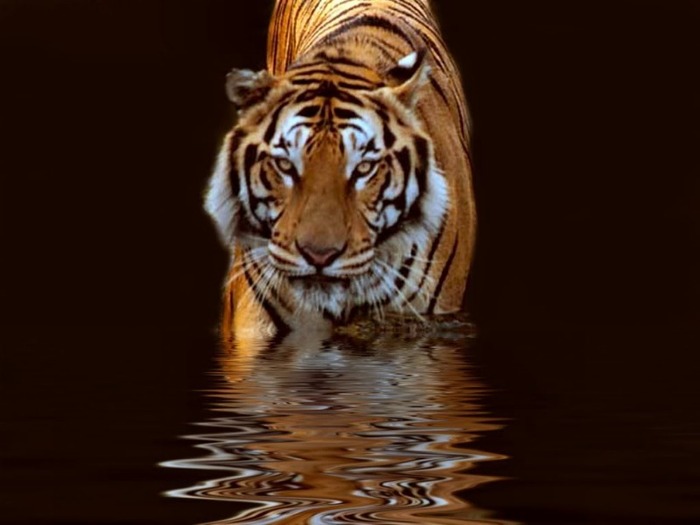 tiger-33 - Tigers