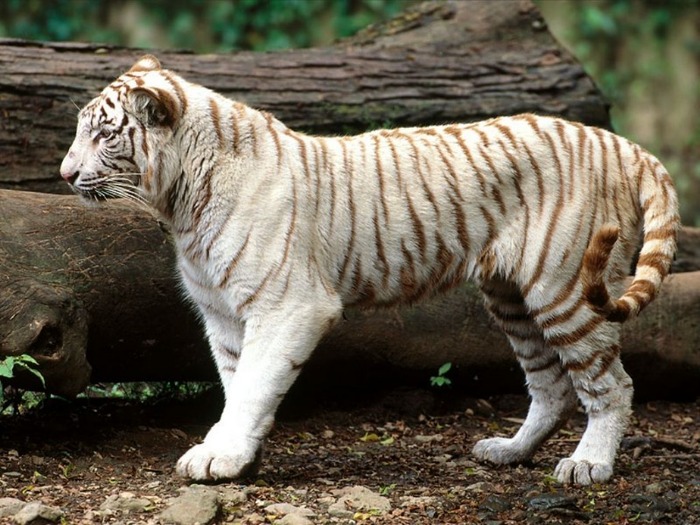 tiger-34 - Tigers