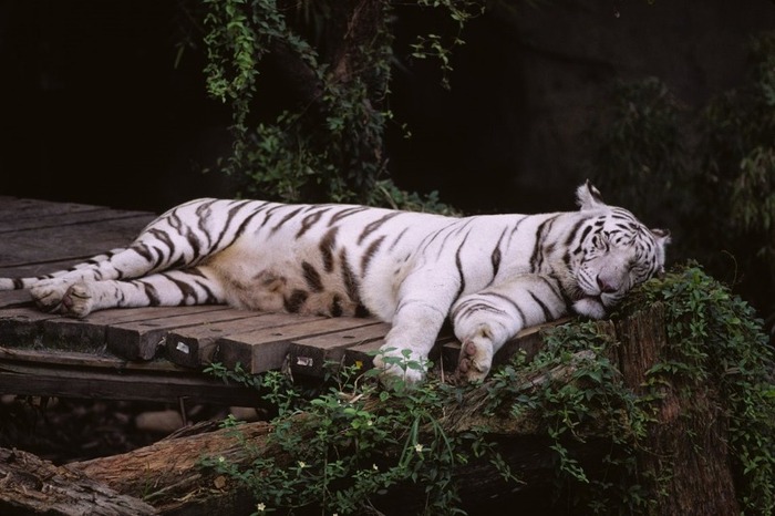 tiger-37 - Tigers