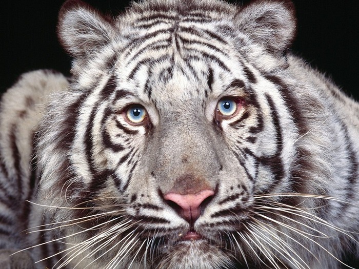 tiger-40 - Tigers
