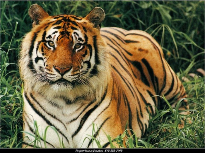 tiger-42 - Tigers