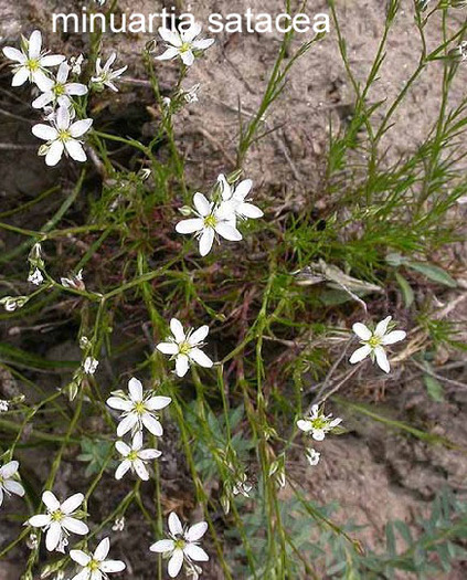 20. Minuartia-setacea - Flori