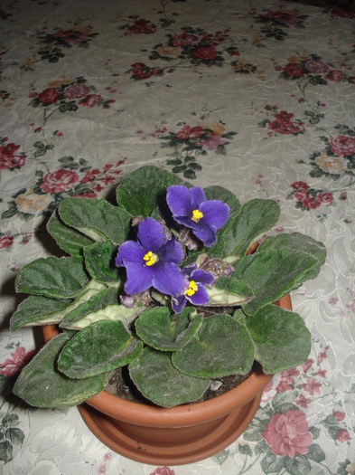 24.03.2011 - violete inflorite 2011