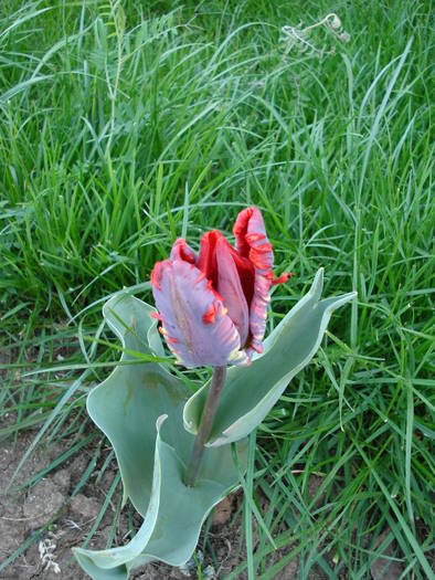 Tulipa Rococo (2009, April 18)