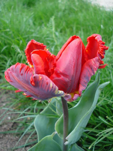 Tulipa Rococo (2009, April 19) - Tulipa Rococo Parrot