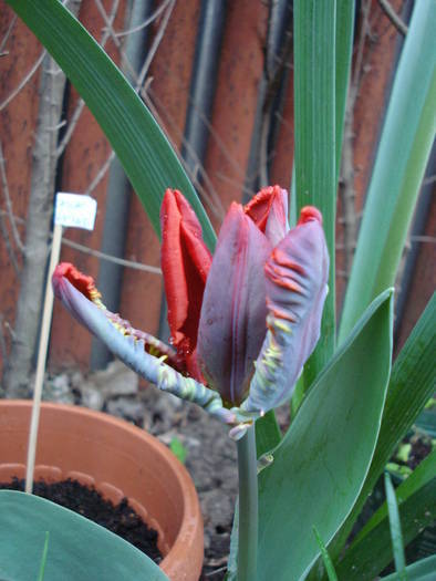 Tulipa Rococo (2009, April 19) - Tulipa Rococo Parrot