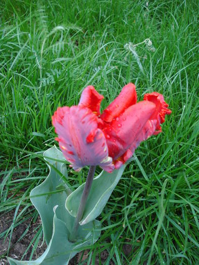 Tulipa Rococo (2009, April 19) - Tulipa Rococo Parrot