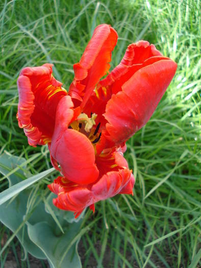 Tulipa Rococo (2009, April 22) - Tulipa Rococo Parrot