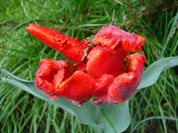 Tulipa Rococo (2009, April 26) - Tulipa Rococo Parrot