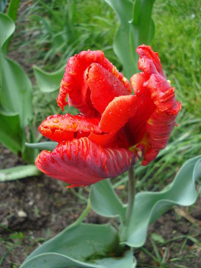 Tulipa Rococo (2009, April 26)