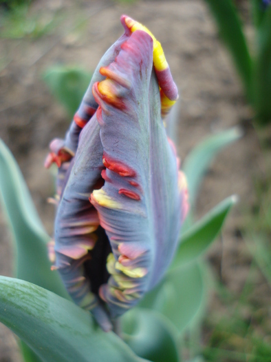 Tulipa Rococo (2010, April 17) - Tulipa Rococo Parrot