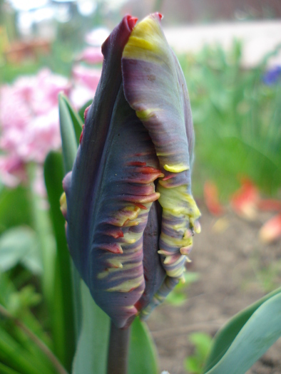 Tulipa Rococo (2010, April 17) - Tulipa Rococo Parrot