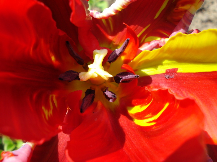 Tulipa Rococo (2010, April 18)