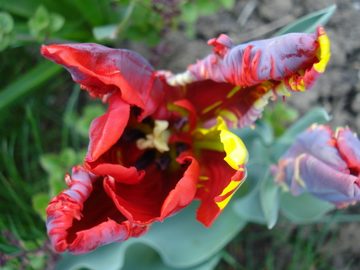 Tulipa Rococo (2010, April 18) - Tulipa Rococo Parrot