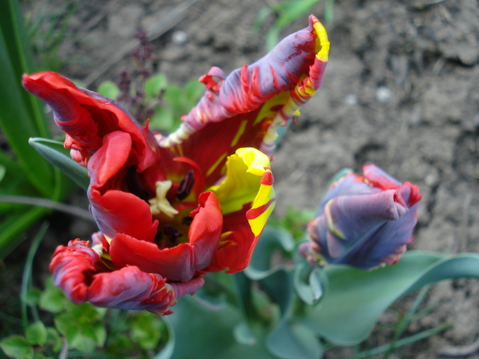 Tulipa Rococo (2010, April 18) - Tulipa Rococo Parrot