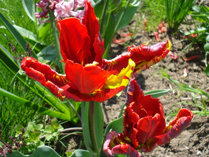 Tulipa Rococo (2010, April 18) - Tulipa Rococo Parrot