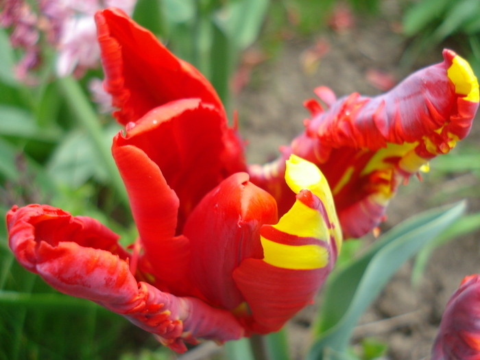 Tulipa Rococo (2010, April 18) - Tulipa Rococo Parrot