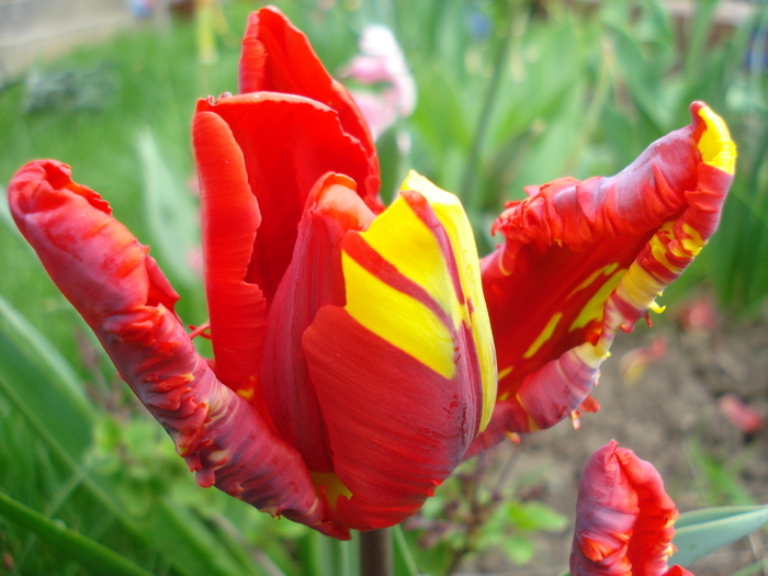 Tulipa Rococo (2010, April 18)