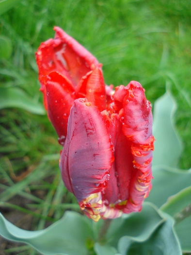 Tulipa Rococo (2010, April 20) - Tulipa Rococo Parrot