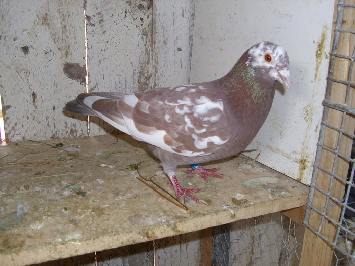 M-2008 - Porumbeii 2011