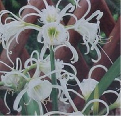  - CRIN PAIANJEN hymenocallis