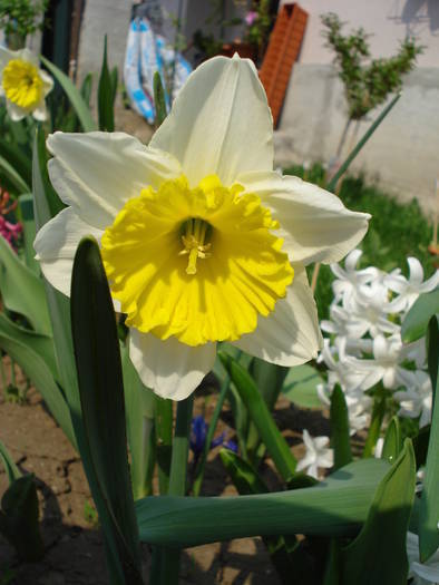 Daffodil Ice Follies (2009, April 08) - Narcissus Ice Follies