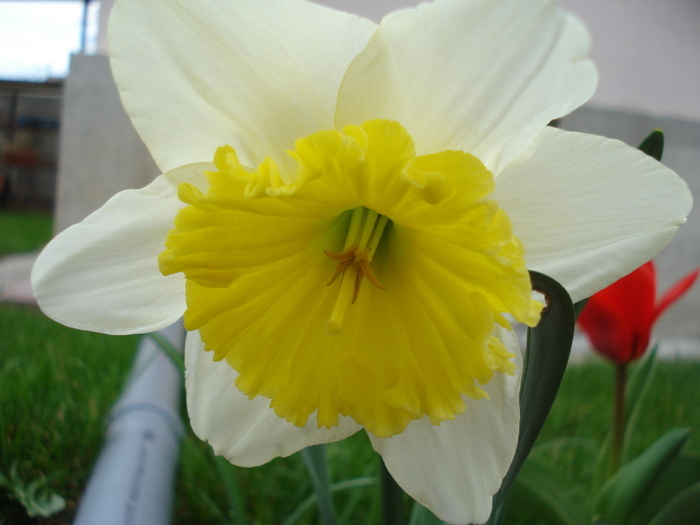 Daffodil Ice Follies (2010, April 03) - Narcissus Ice Follies