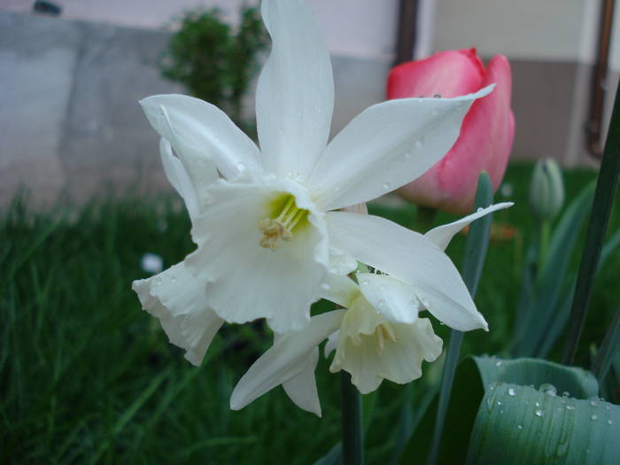 Narcissus Thalia (2009, April 19) - Narcissus Thalia