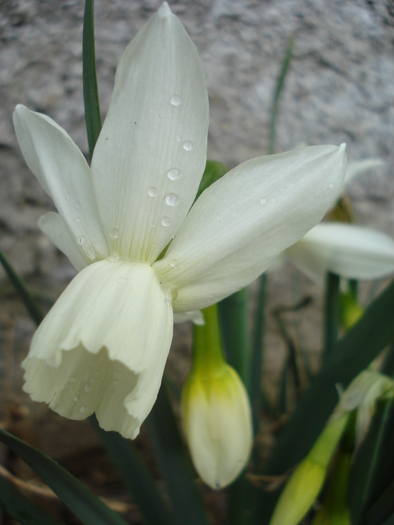 Daffodil Thalia (2010, April 05)