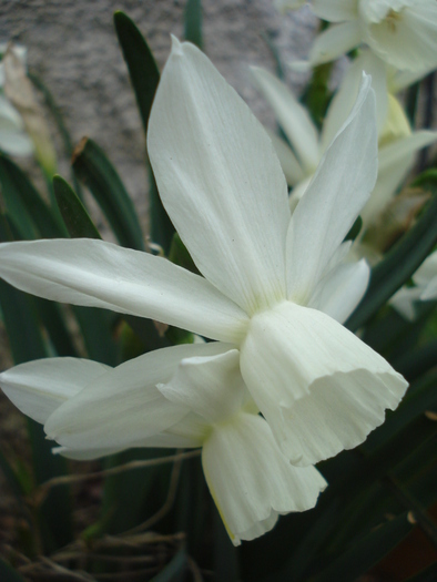 Daffodil Thalia (2010, April 05) - Narcissus Thalia