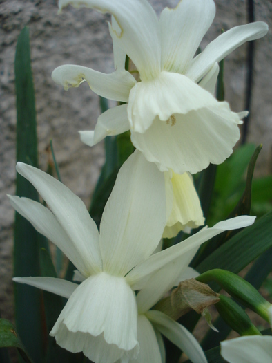 Daffodil Thalia (2010, April 05) - Narcissus Thalia