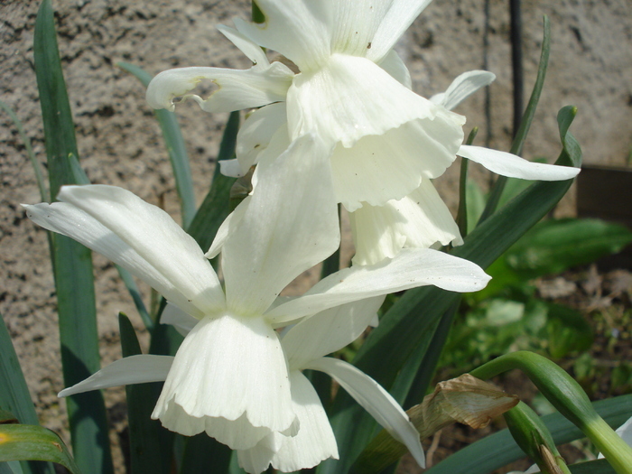 Narcissus Thalia (2010, April 07) - Narcissus Thalia