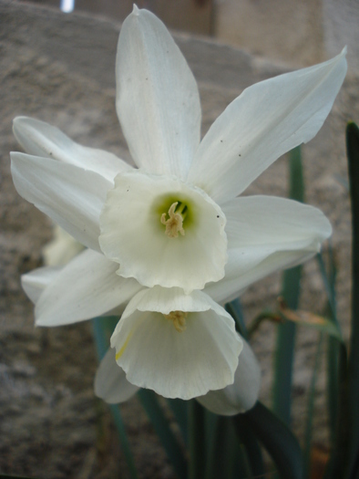 Narcissus Thalia (2010, April 08) - Narcissus Thalia