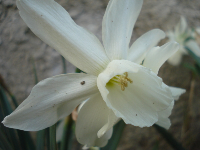 Narcissus Thalia (2010, April 08)