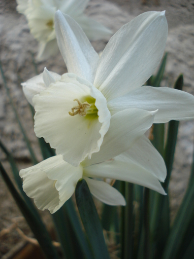 Narcissus Thalia (2010, April 08) - Narcissus Thalia
