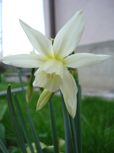 Narcissus Thalia (2010, April 11) - Narcissus Thalia