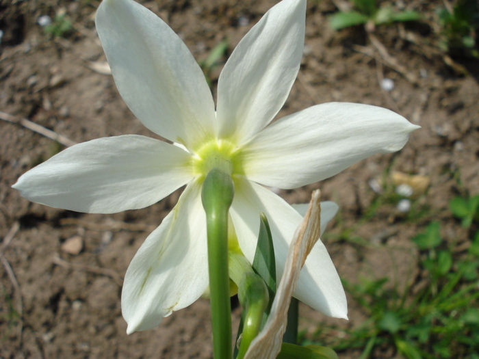 Narcissus Thalia (2010, April 12) - Narcissus Thalia