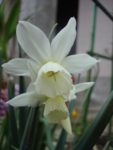 Narcissus Thalia (2010, April 14) - Narcissus Thalia