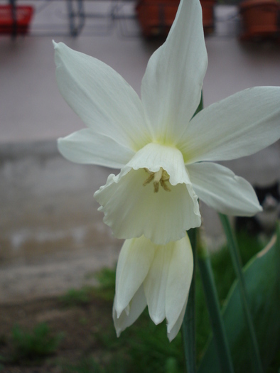 Narcissus Thalia (2010, April 14) - Narcissus Thalia