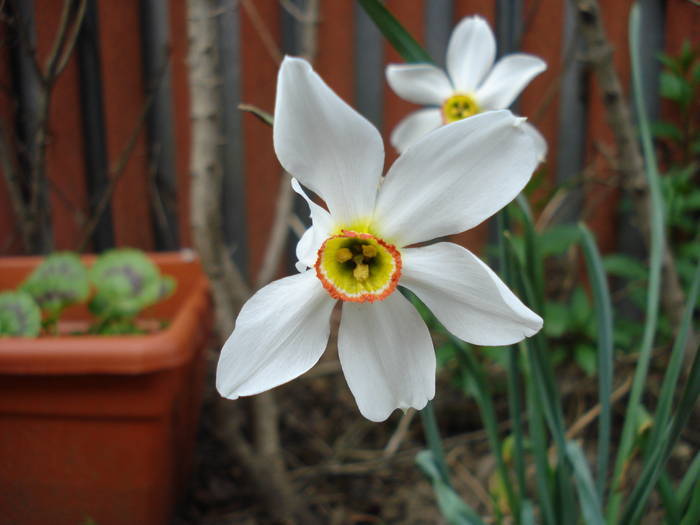 Narcissus Pheasant's Eye (2009, Apr.18) - Narcissus Pheasants Eye