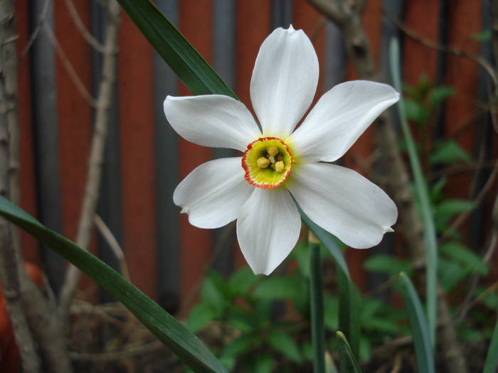 Narcissus Pheasant's Eye (2009, Apr.18) - Narcissus Pheasants Eye