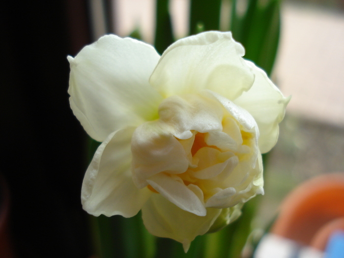 Narcissus Bridal Crown (2010, March 08)