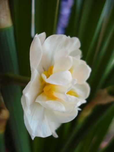 Daffodil Bridal Crown (2010, March 19) - Narcissus Bridal Crown