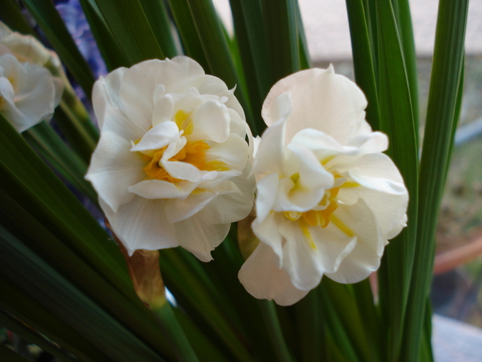 Daffodil Bridal Crown (2010, March 19) - Narcissus Bridal Crown