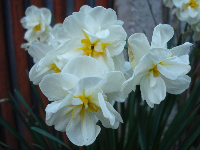 Daffodil Bridal Crown (2010, April 27) - Narcissus Bridal Crown